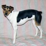 Brasiliansk Terrier