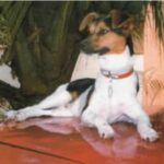Brasiliansk Terrier