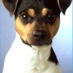 Brasiliansk Terrier