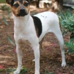 Brasiliansk Terrier