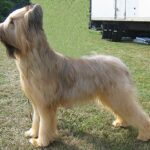 Briard