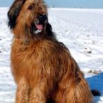 Briard