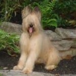 Briard