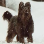 Briard