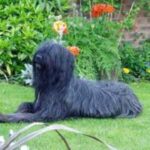 Briard