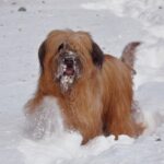Briard