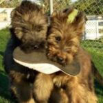 Briard