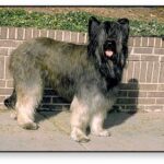 Briard