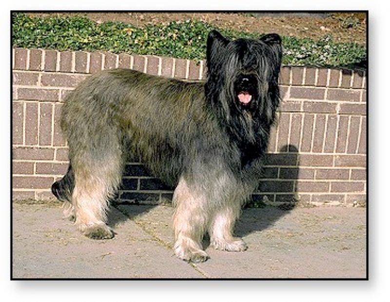 Briard