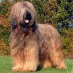 Briard
