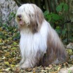 Briard