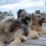 Briard
