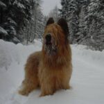 Briard