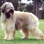 Briard