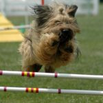 Briard