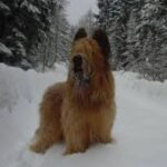 Briard