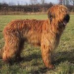 Briard