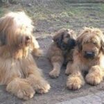 Briard