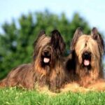 Briard