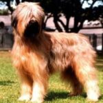 Briard