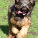 Briard