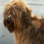 Briard