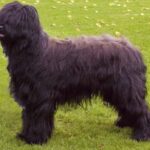Briard