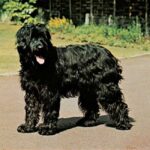 Briard