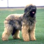 Briard