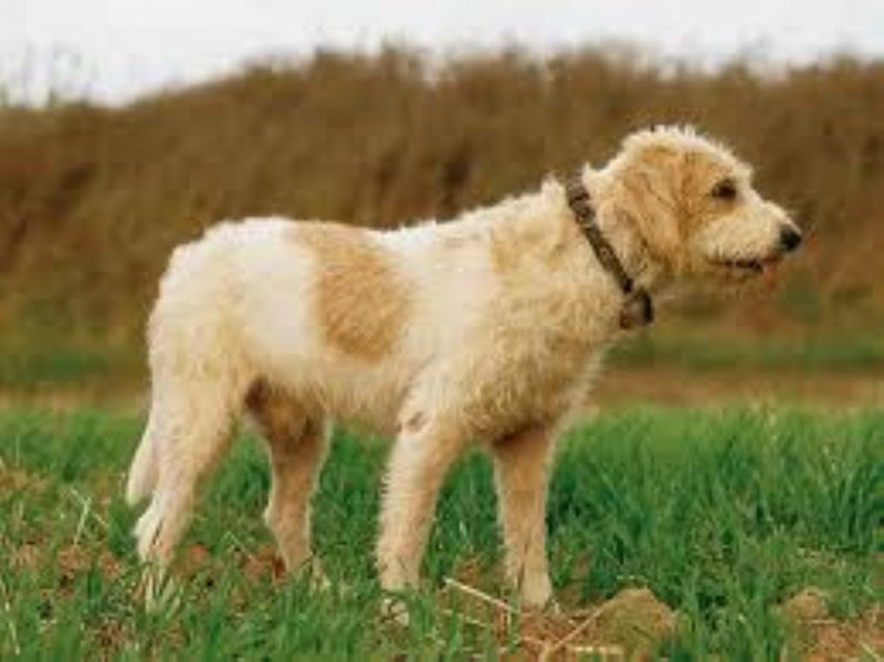 Briquet Griffon Vendén