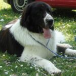 Bukovina gjeterhund