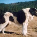 Bukovina gjeterhund