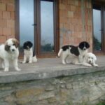 Bukovina gjeterhund