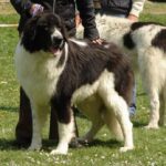Bukovina gjeterhund
