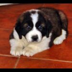 Bukovina gjeterhund