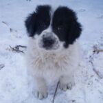 Bukovina gjeterhund