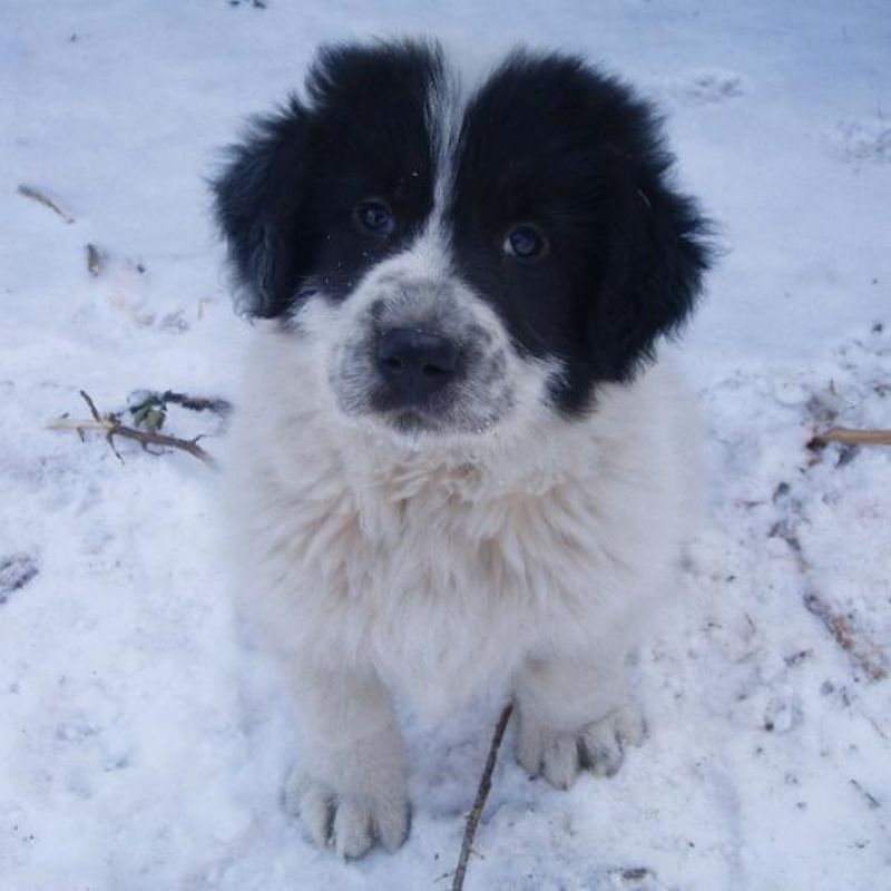 Bukovina gjeterhund