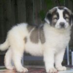 Bukovina gjeterhund