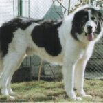 Bukovina gjeterhund