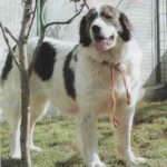 Bukovina gjeterhund