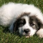 Bukovina gjeterhund