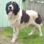 Bukovina gjeterhund
