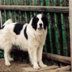 Bukovina gjeterhund