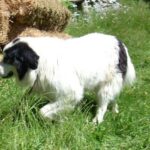 Bukovina gjeterhund
