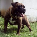 Buldogue Campeiro