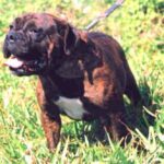 Buldogue Campeiro