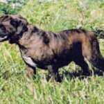 Buldogue Campeiro