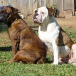 Buldogue Campeiro