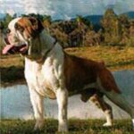 Buldogue Campeiro