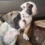 Buldogue Campeiro